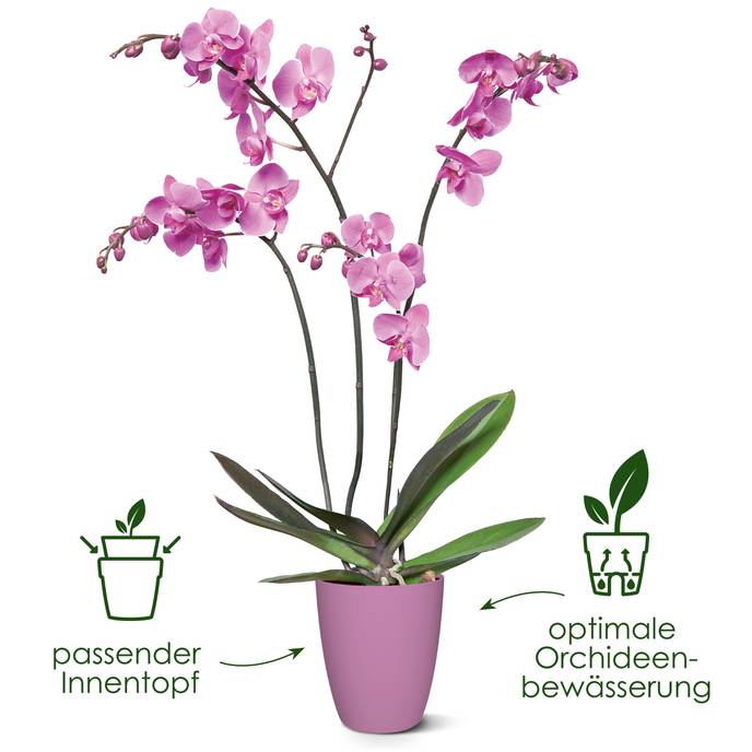 brussels orchidee hoch 12,5cm weiss